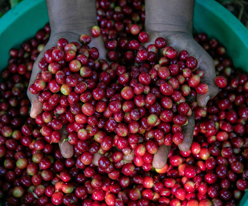 Washed Coffee